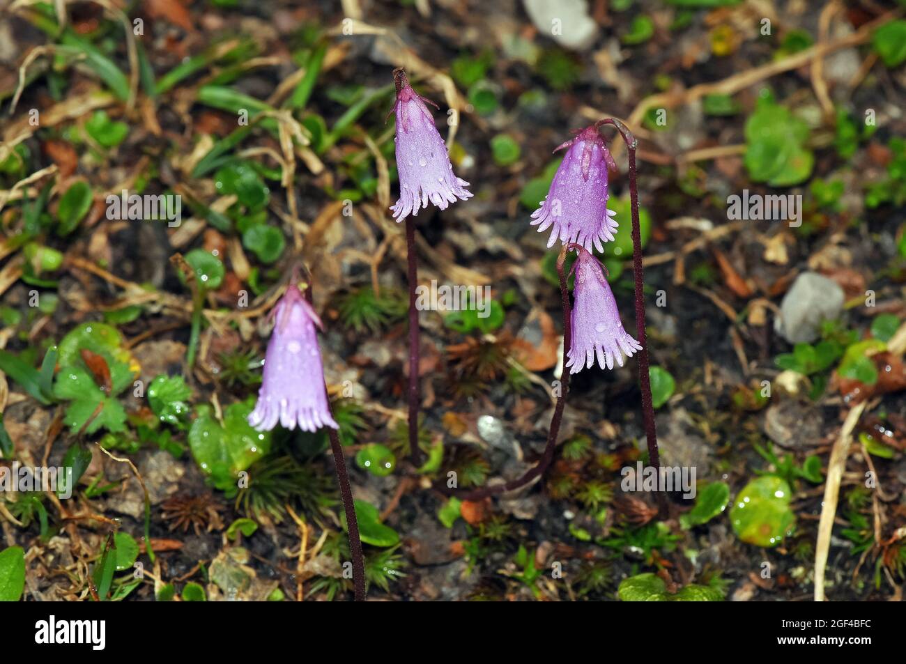 alpine snowbell or blue moonwort, Alpen-Soldanelle, Alpentroddelblume, Soldanella alpina, harangrojt, Alps, Europe Stock Photo