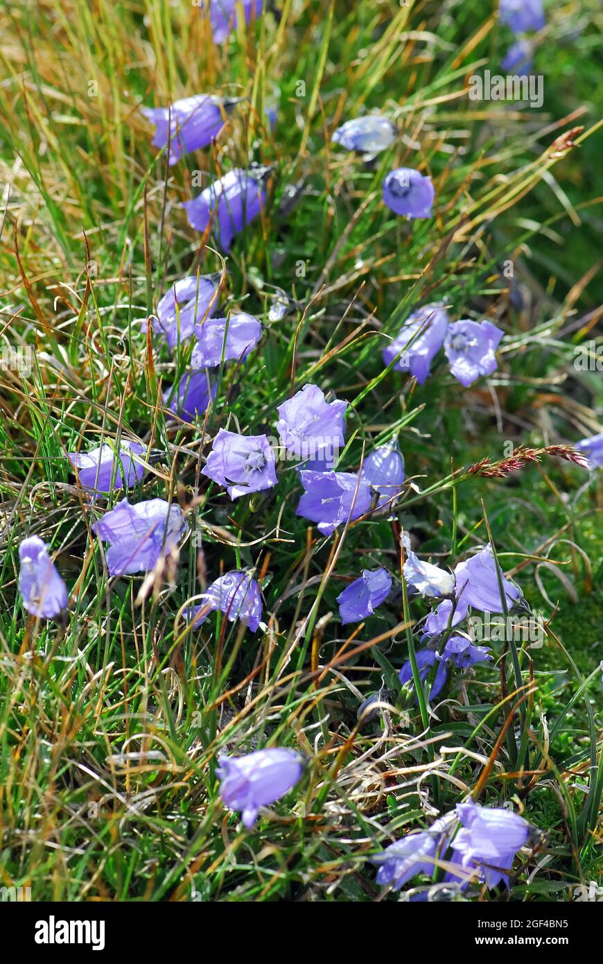 earleaf bellflower, fairy's-thimble, Zwerg-Glockenblume, Campanula cochlearifolia, törpe harangvirág, Alps, Europe Stock Photo