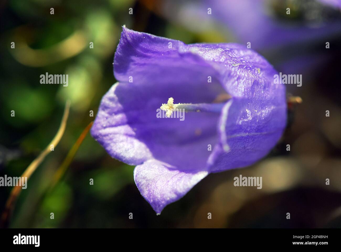 earleaf bellflower, fairy's-thimble, Zwerg-Glockenblume, Campanula cochlearifolia, törpe harangvirág, Alps, Europe Stock Photo