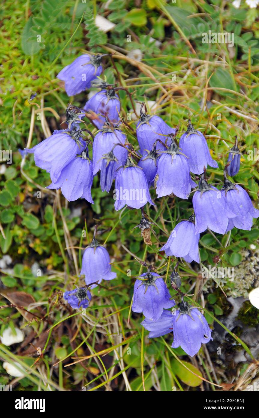 earleaf bellflower, fairy's-thimble, Zwerg-Glockenblume, Campanula cochlearifolia, törpe harangvirág, Alps, Europe Stock Photo