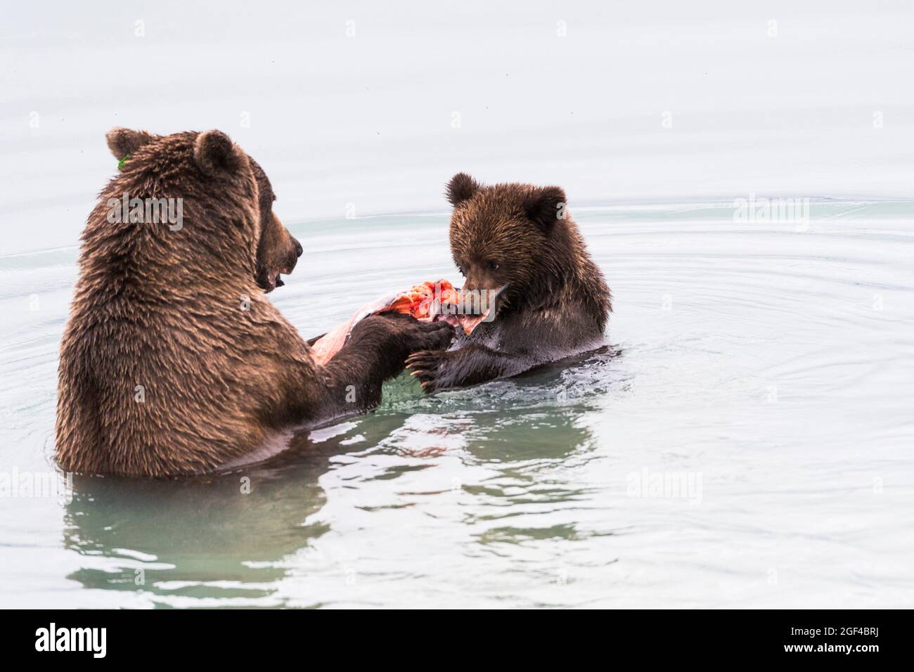 Mama Bear, Noyer américain