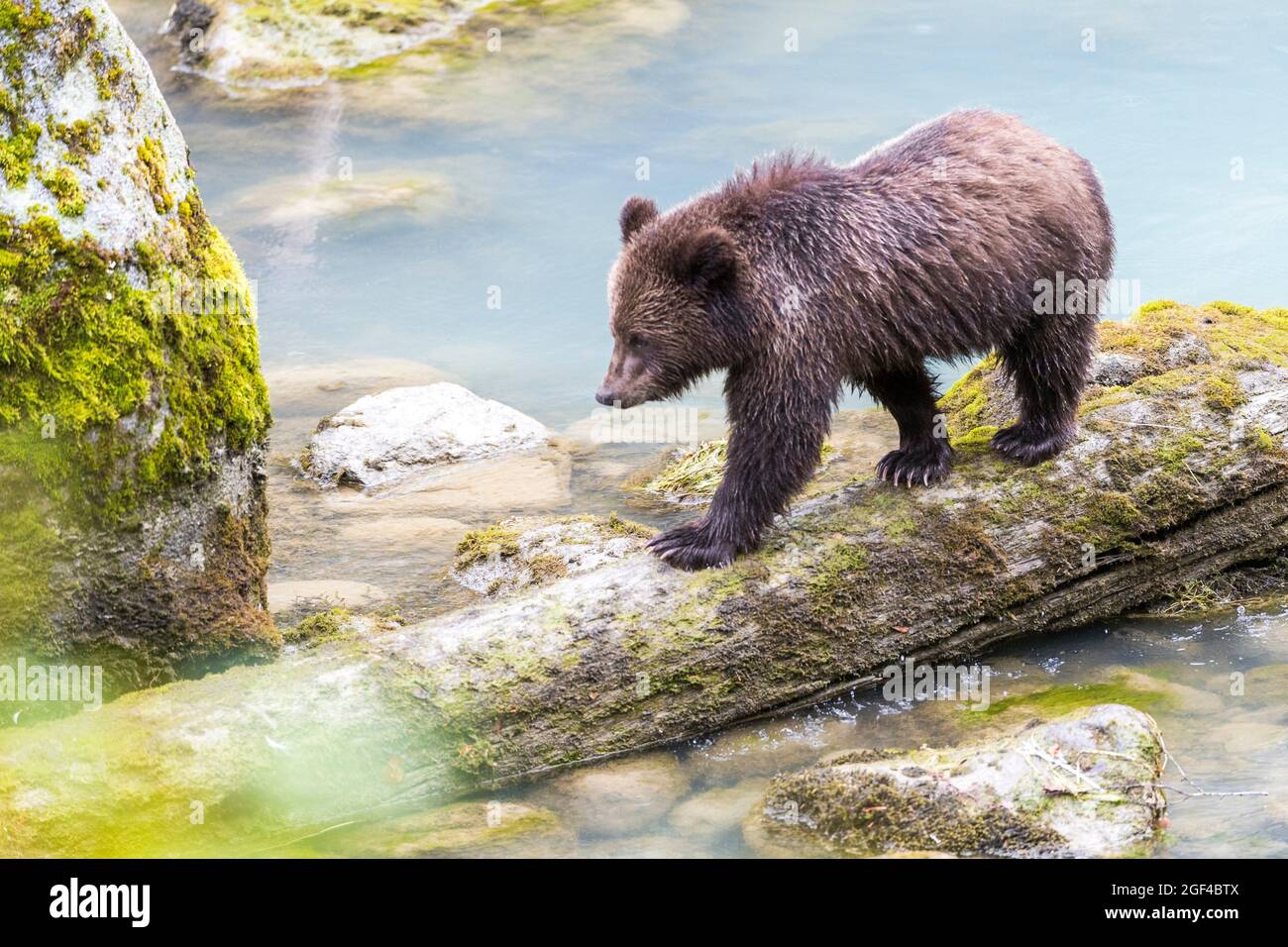 Grizzly bear cubs, Ursus arctos horribilis, and Grizzly mama bear fish for salmon in the Chilkoot River ,, Haines, Alaska, USA, without people. Stock Photo