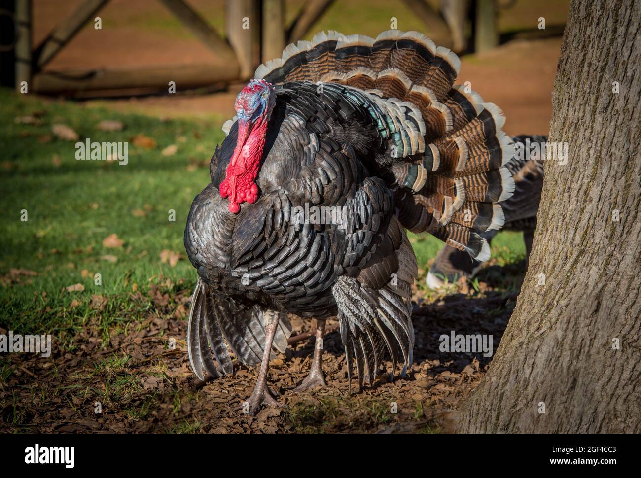 Proud Turkey in the farmyard. The earliest turkeys evolved in North