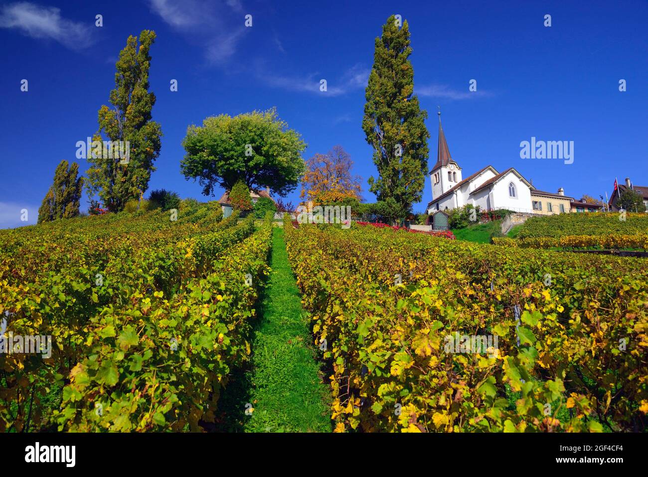 Idyllic countryside landscape, Fechy church in vineyards, Eglise de Fechy , human settlement, Fechy, La Cote , La Cote Vaudoise, Morges district, Stock Photo