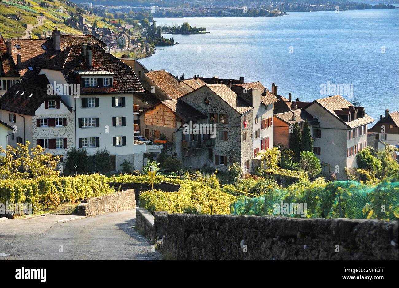 Rivaz village on the shore of Geneva Lake between Lavaux vineyards, Lavaux vineyards on terraces - UNESCO world heritage, Lake Geneva shore, autumn - Stock Photo