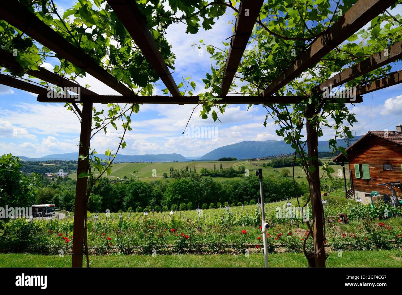 ´La cave de Geneve´ wine region, farm in vineyards, in front pergola overgrown with grapevine, wooden house on right, blooming flowers and vineyards Stock Photo