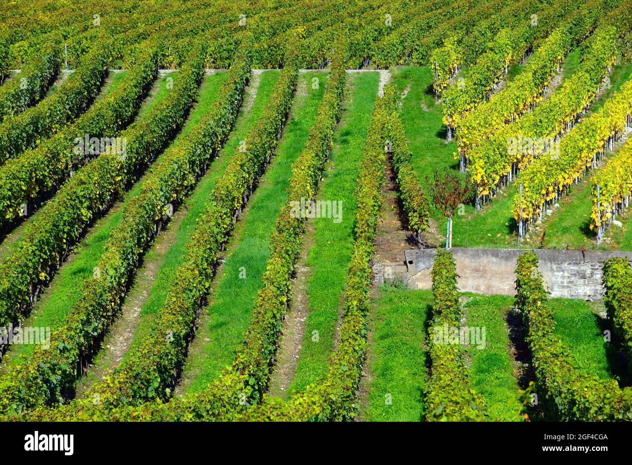 Vineyards in autumnal colors, October, La Cote wine region, La Côte, ´La Côte Vaudoise´, Bougy-Villars above the town of Rolle, district of Morges, Stock Photo
