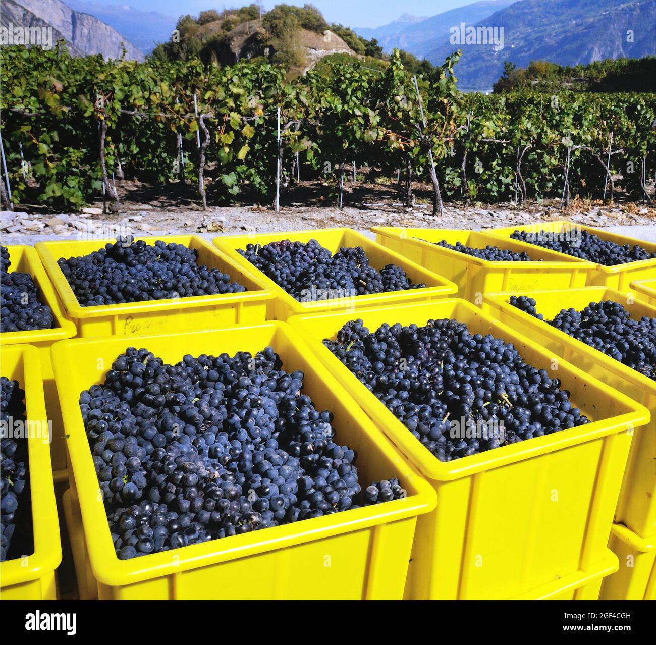 Pinot Noir grapes in containers, harvest time - October, Saillon vineyards, Rhone Valley, near Bernese Alps, Martigny district, canton Valais, Wallis Stock Photo