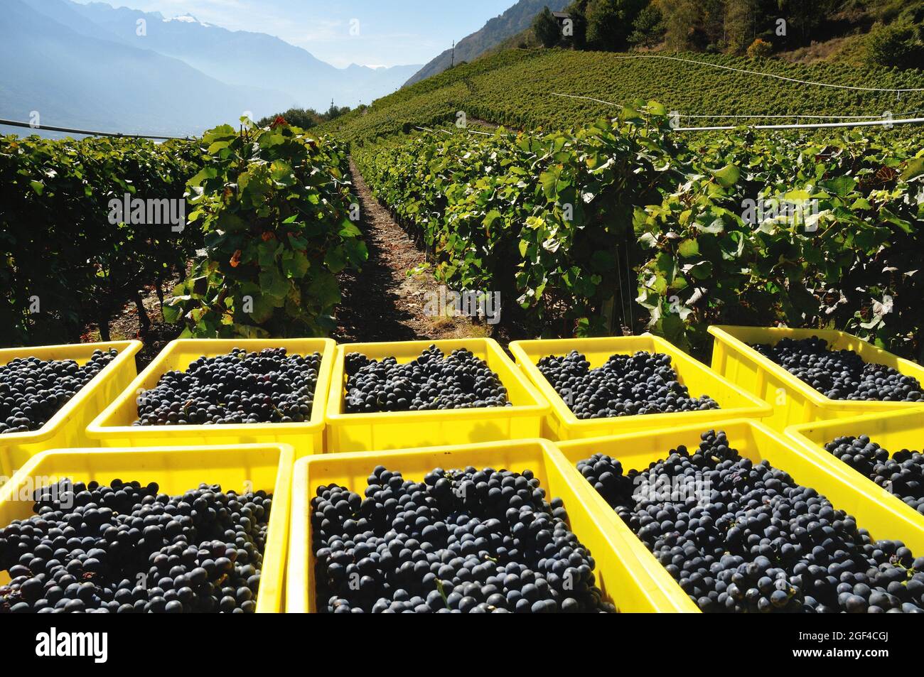 Pinot Noir grapes in containers, harvest time - October, Saillon vineyards, Rhone Valley, near Bernese Alps, Martigny district, canton Valais, Wallis Stock Photo