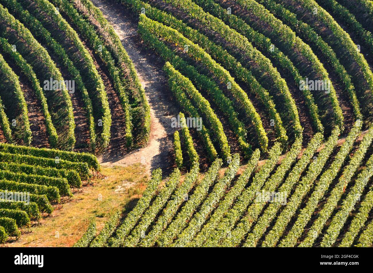 geometric patterns in vineyards, Saillon, Martigny district , canton Valais, Wallis canton, Switzerland, Europe Stock Photo