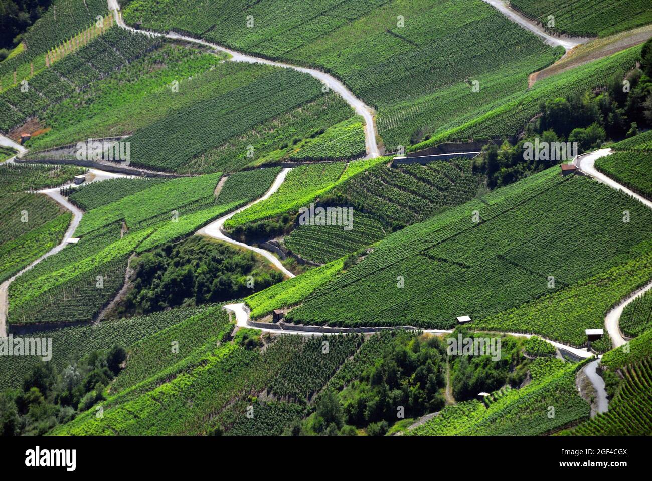 Vineyards on terraces, Summer - July, Rhone Valley, Fendant Wine Region near Sion, Bernese Alps, Valais canton, Wallis canton, Switzerland, Europe Stock Photo