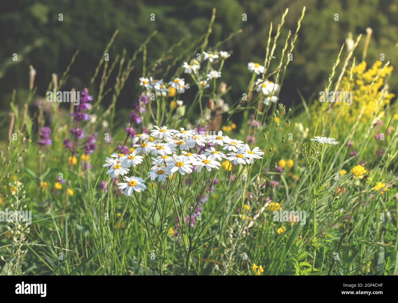 A meadow with beautiful wildflowers and mountain grasses. Rural landscape on a warm summer day. Daisies close-up Stock Photo