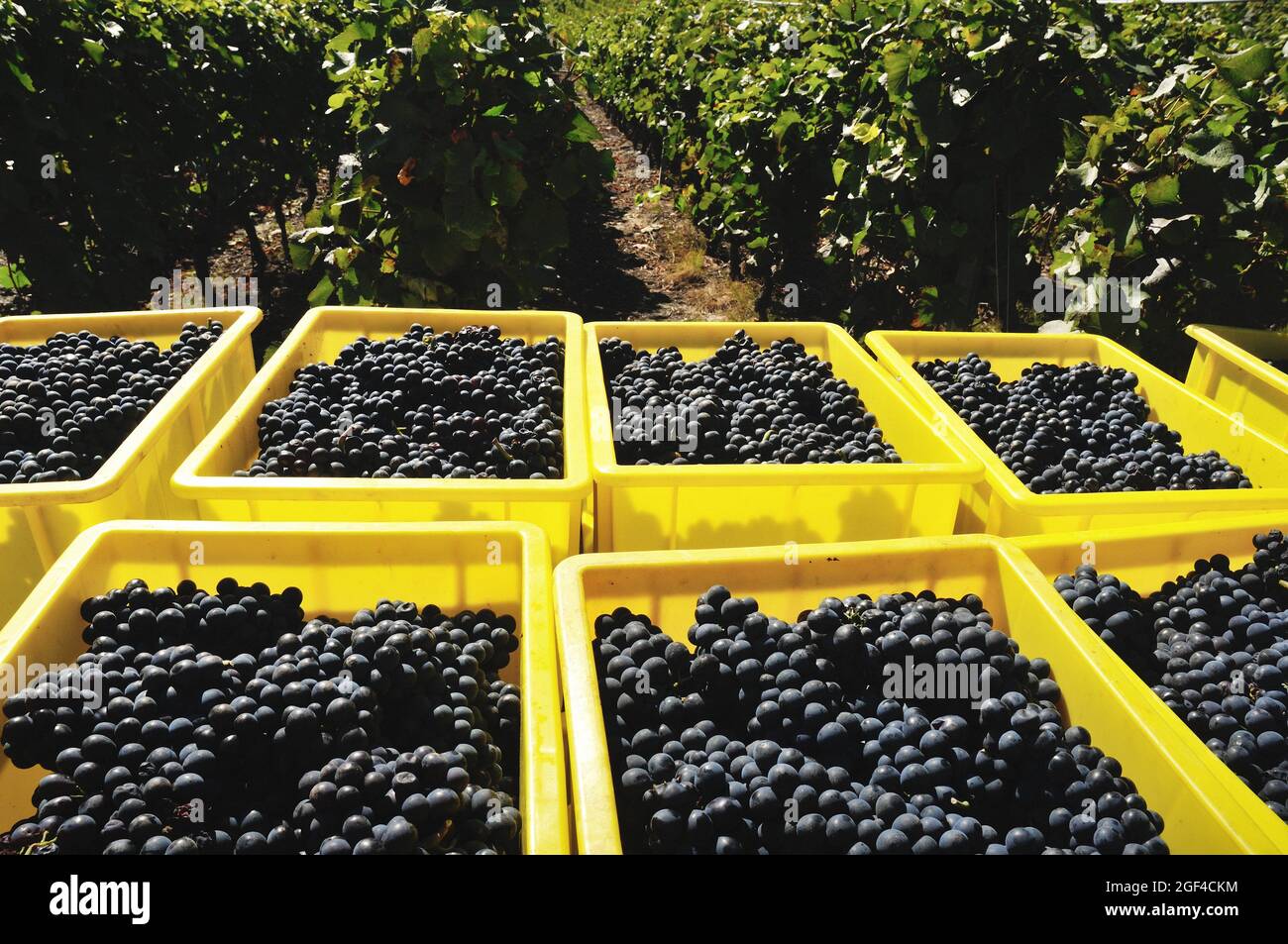 Pinot Noir grapes in containers, harvest time - October, Saillon vineyards, Rhone Valley, near Bernese Alps, Martigny district, canton Valais, Wallis Stock Photo