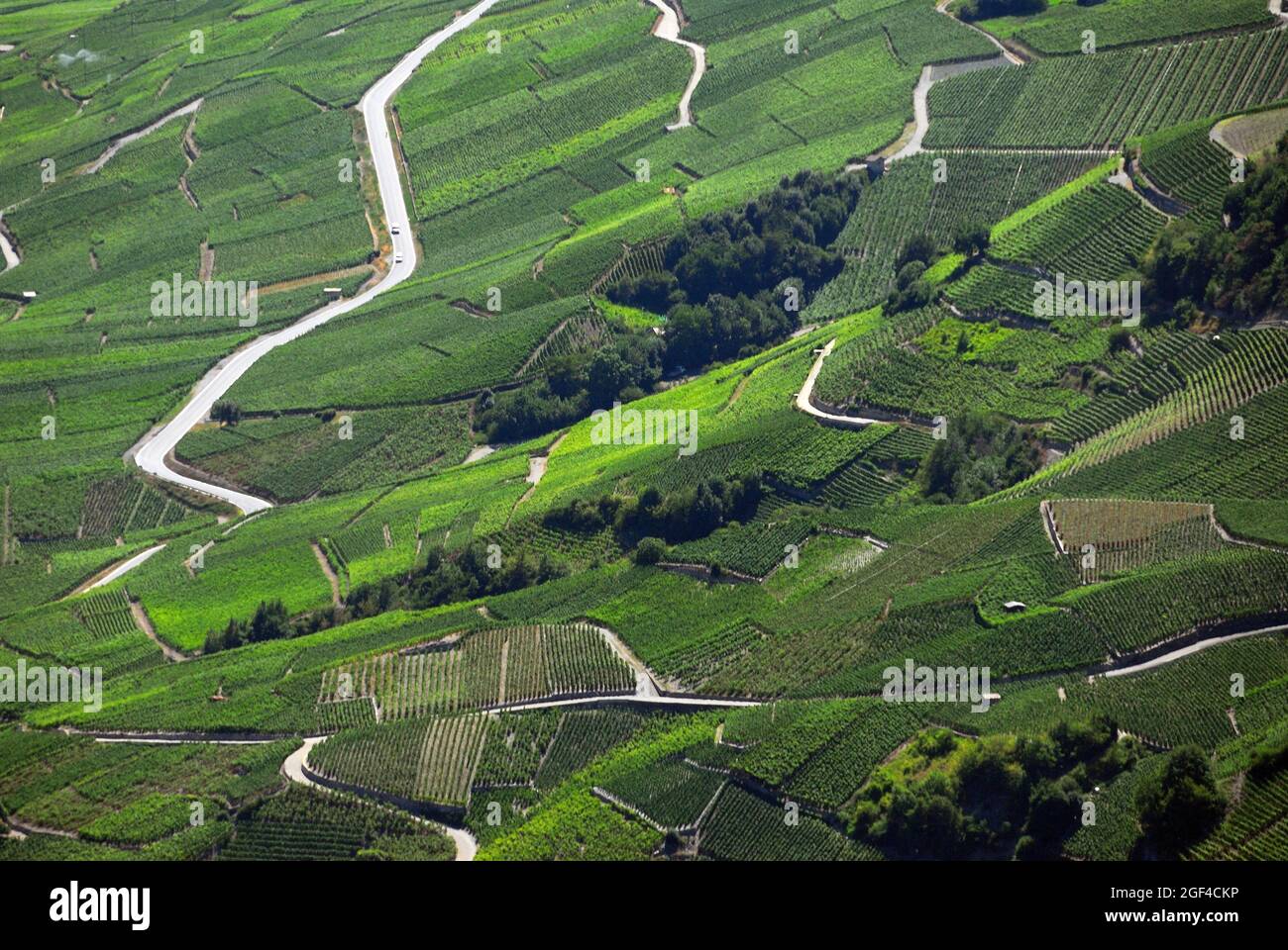 Vineyards on terraces, Rhone Valley, Fendant Wine Region Saviese near Sion, Valais canton , Wallis canton, Switzerland, Europe Stock Photo