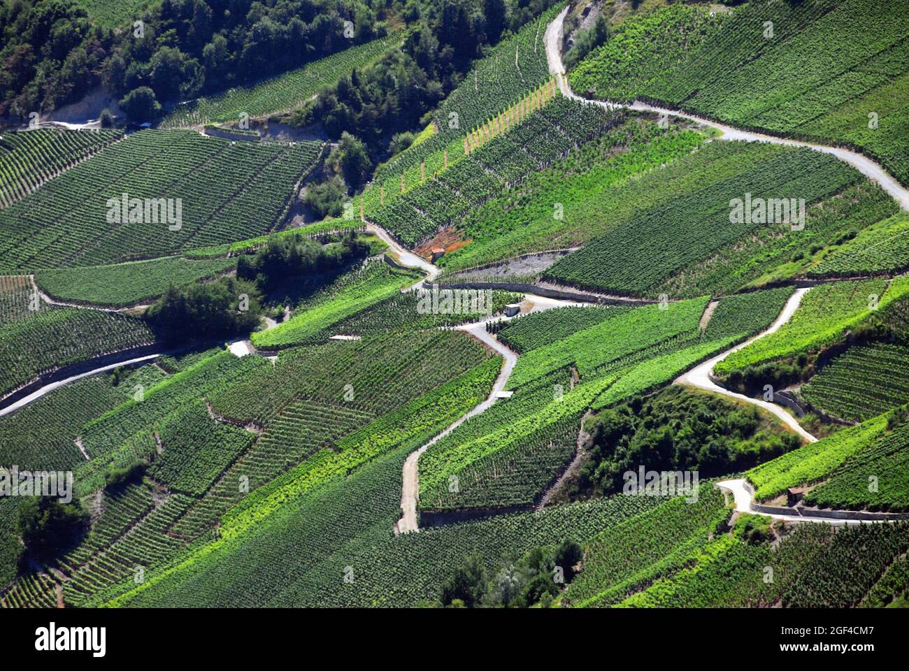 Vineyards on terraces, Rhone Valley, Fendant Wine Region near Sion, Bernese Alps, Valais canton , Wallis canton, Switzerland, Europe Stock Photo
