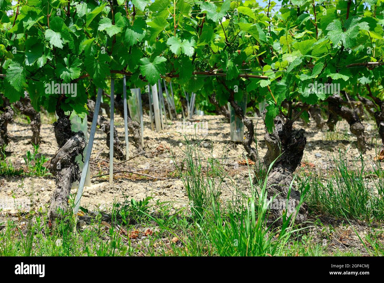 'La cave de Geneve' wine region, vineyards in end of May, Chasselas white wine grape bushes, Russin, Geneva, canton Geneva, Switzerland, Europe Stock Photo