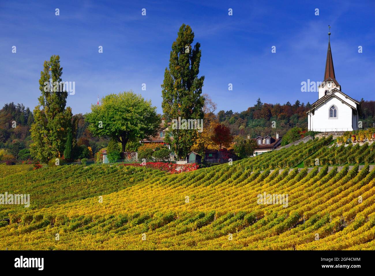 Idyllic countryside landscape, Fechy church in vineyards, Eglise de Fechy , Fechy, La Cote , La Cote Vaudoise, Morges district, canton Vaud, VD, Stock Photo