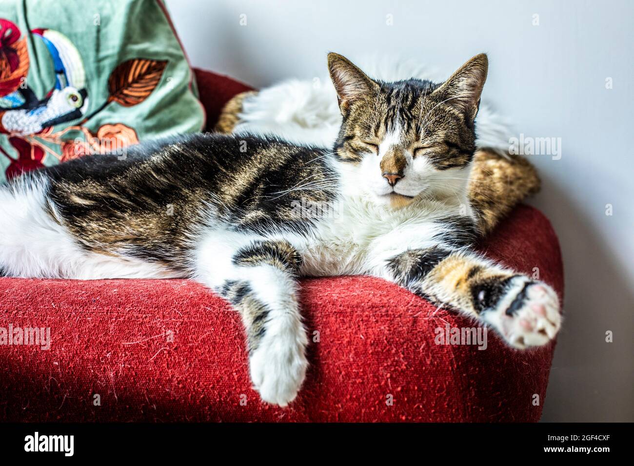 Funny cat chilling on a sofa Stock Photo - Alamy