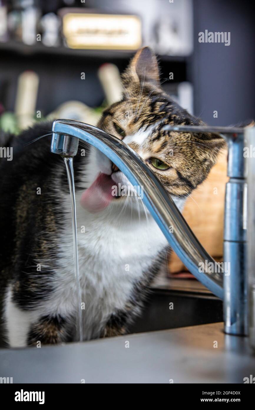 Cat drinking water from a kitchen sink Stock Photo Alamy