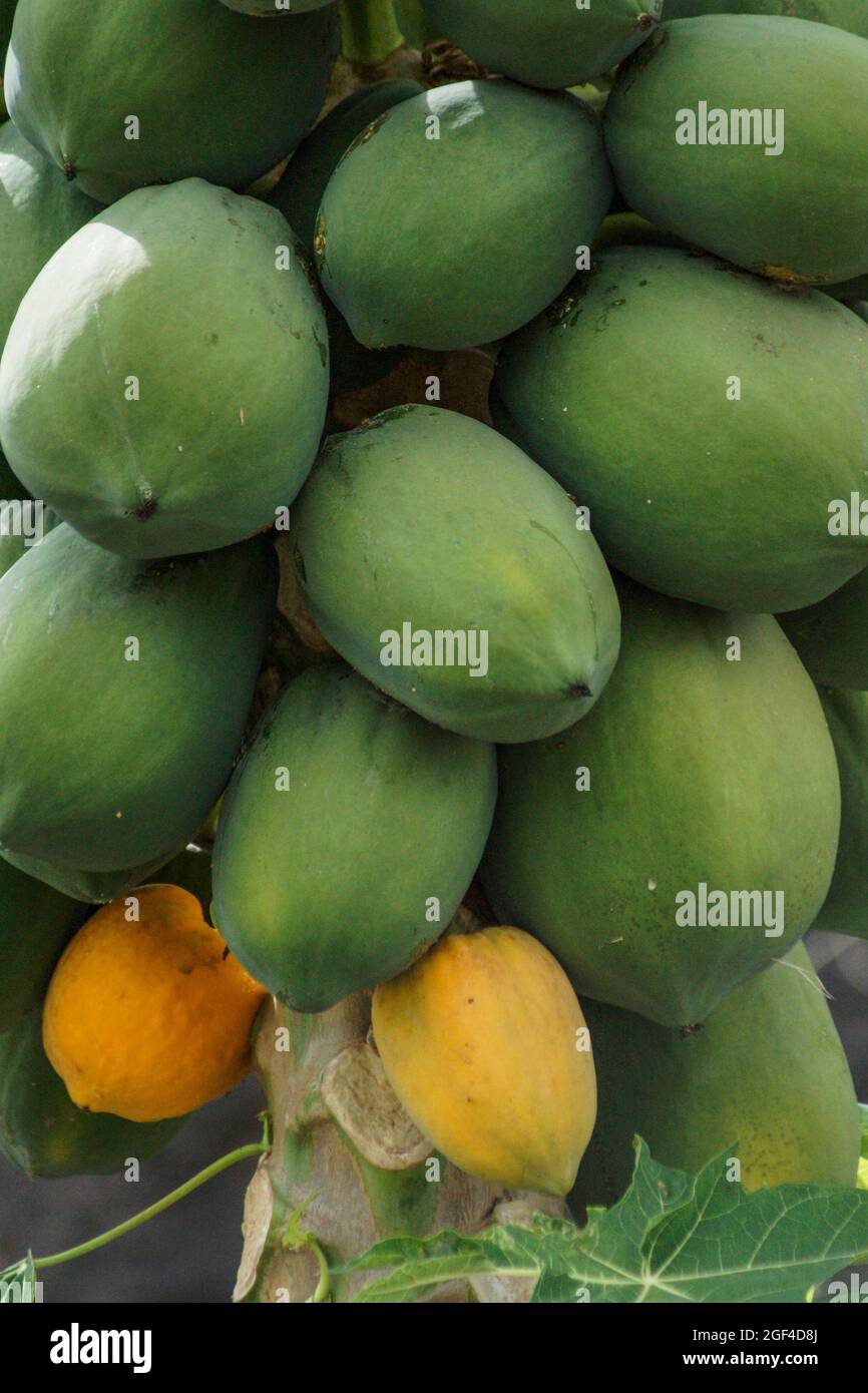 Papayas (Carica papaya) growing on tree. Taiohae, Nuku Hiva, Marquesas Islands, French Polynesia