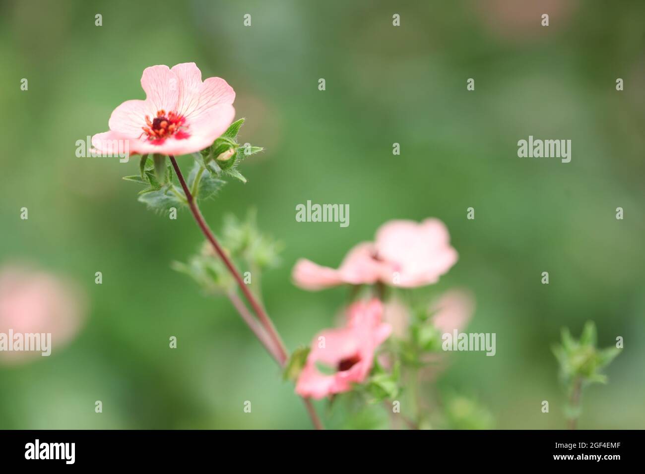 Pink flowering Nepalese cinquefoil / Potentilla nepalensis 'Miss Willmott' variety Stock Photo