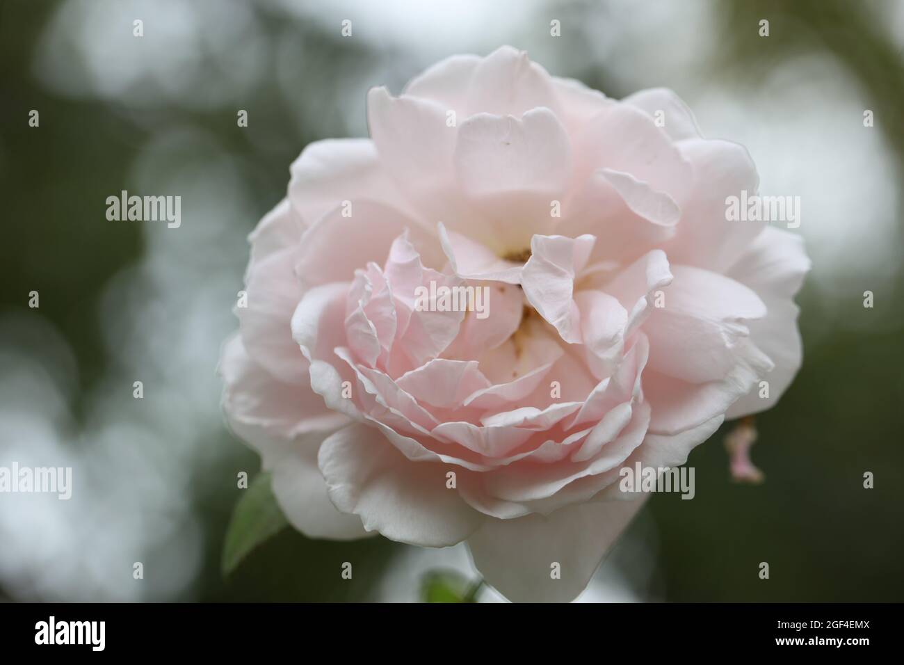 Fragrant Pink Climbing Rose / Rosa Cecile Brunner also known as the Sweetheart Rose , Maltese Rose, Mignon Stock Photo