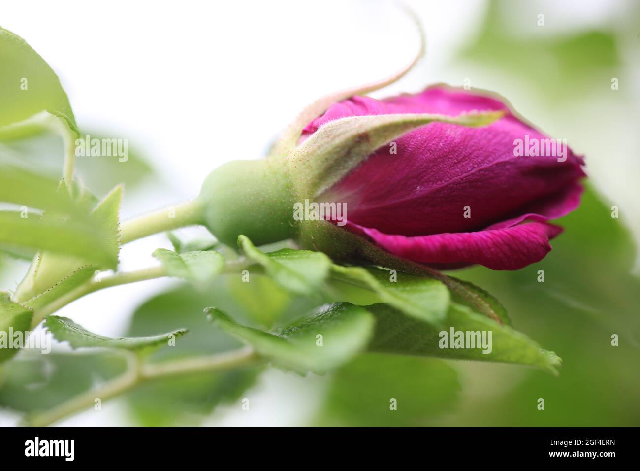 Close-up of a Magneta Coloured Rose  -  Rosa  Roseraie De LHay / Rugosa Rosa  - an old antique rose variety dating from 1861 Stock Photo