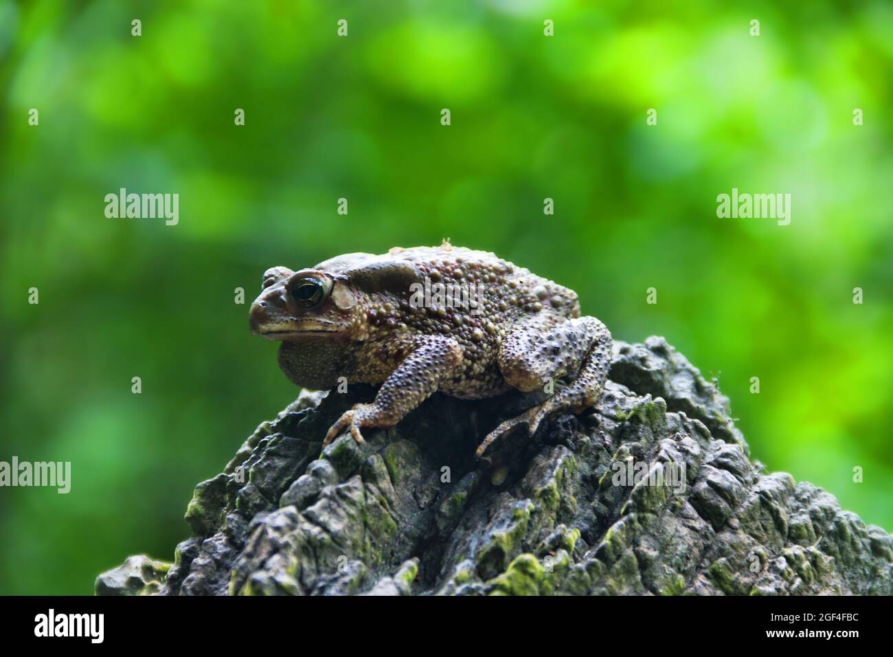 South Asian garden toad (Bufo melanostictus) in Vietnam rain forest ...