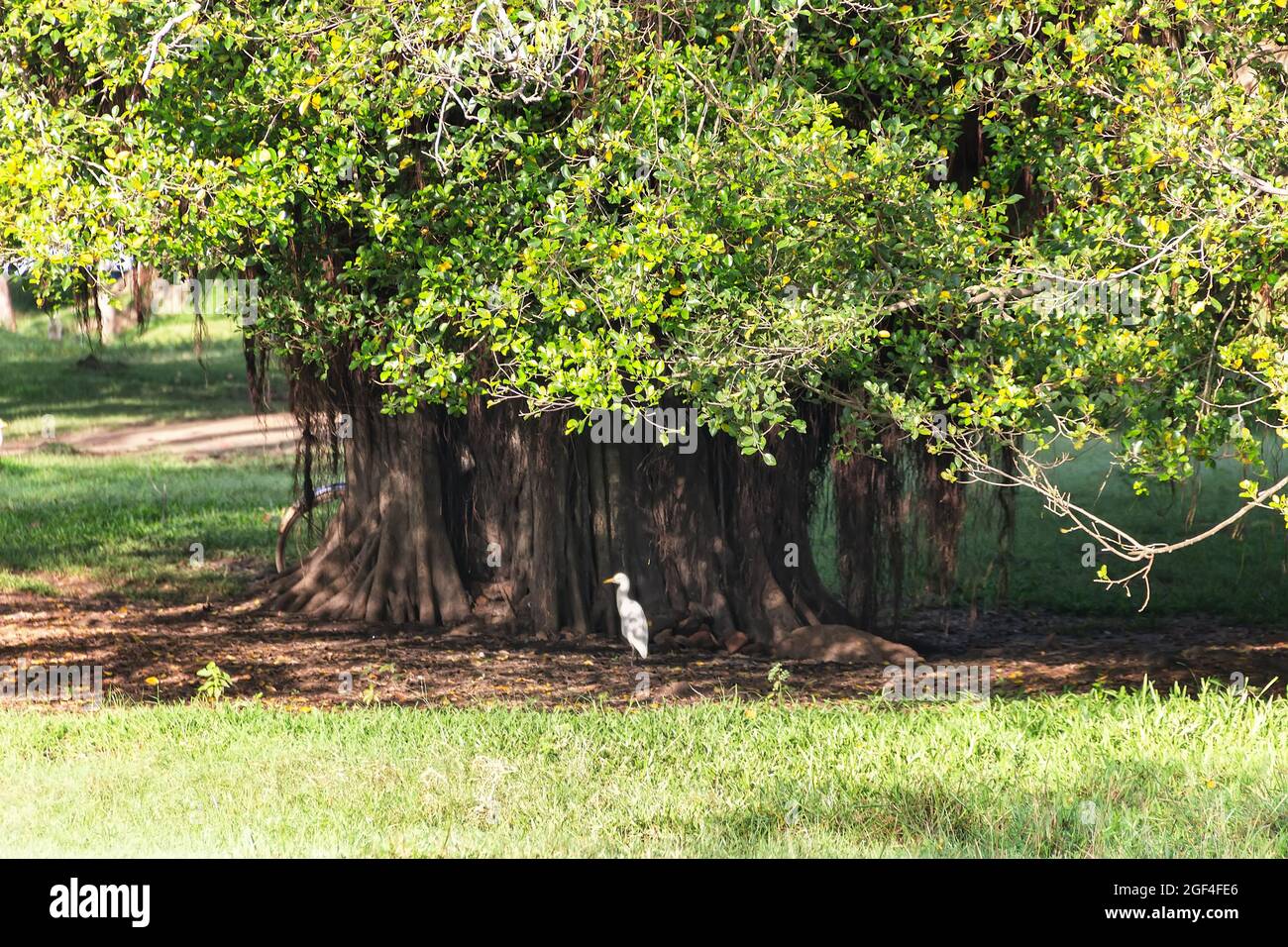 Winter tropical treescape. An old Banyan, air root and buttress root, and a white egret sit under the canopy of a tree. Sri Lanka Stock Photo