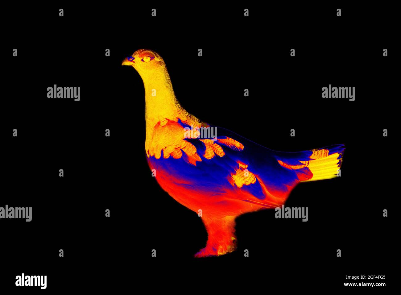 willow grousein black background. Scanning the animal's body temperature  with a thermal imager Stock Photo - Alamy
