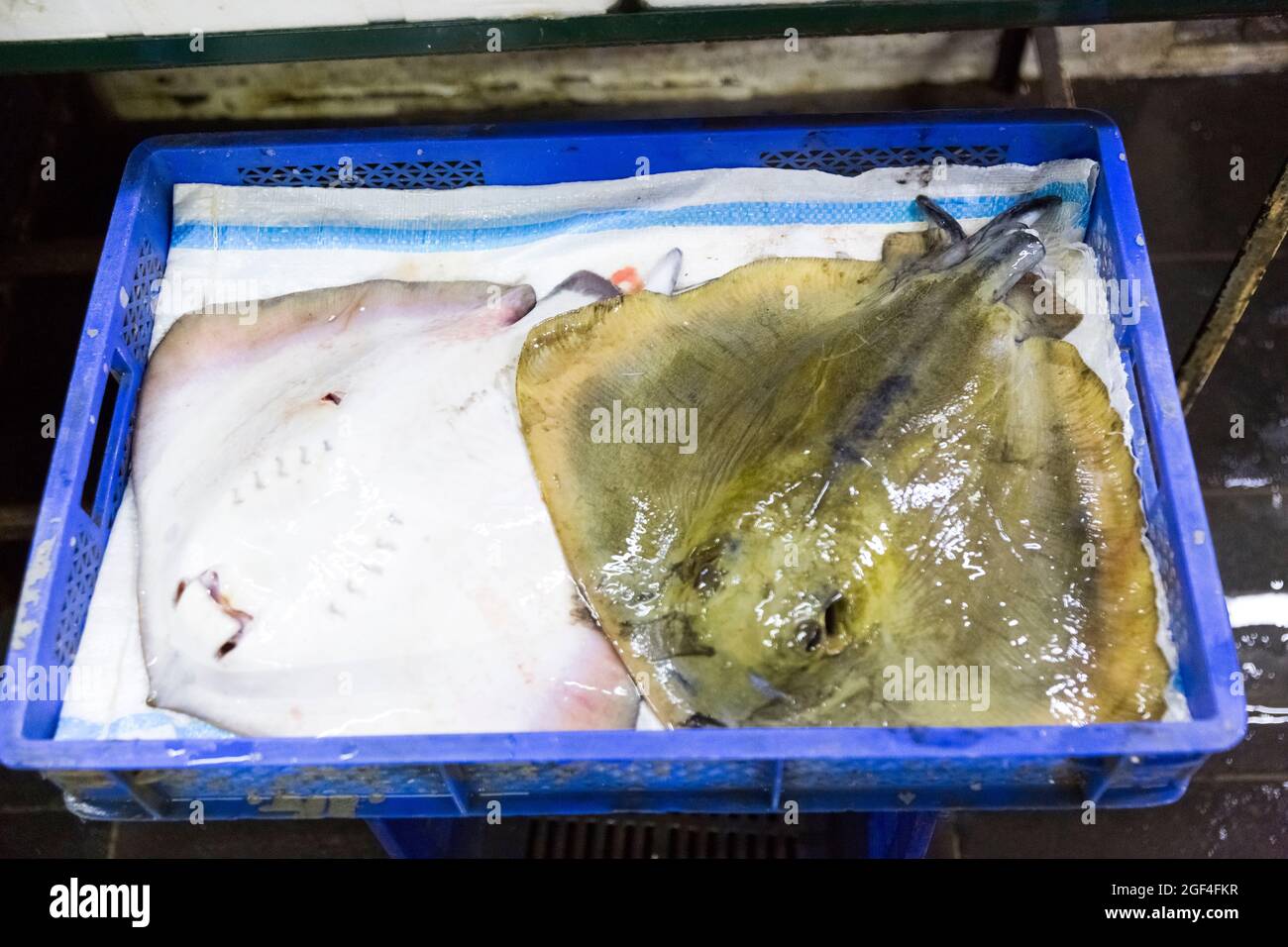 Fresh seafood market in Batumi Live fish in ice Stock Photo