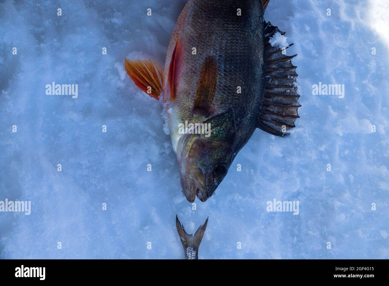 Showing of predatory and peaceful fish on the ice after winter fishing