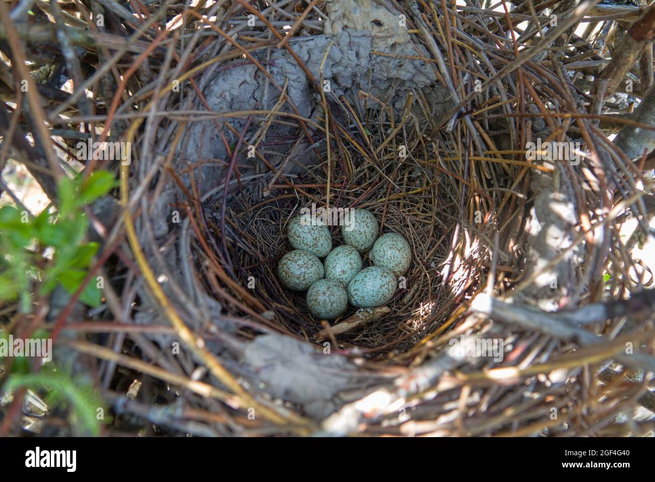 Jay Bird Egg High Resolution Stock Photography And Images Alamy