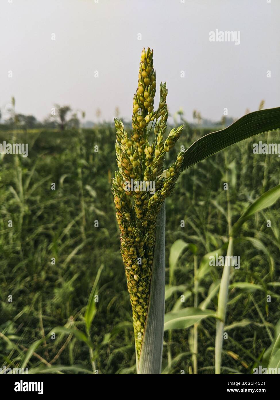 Plants of sorghum growing on the field Stock Photo - Alamy