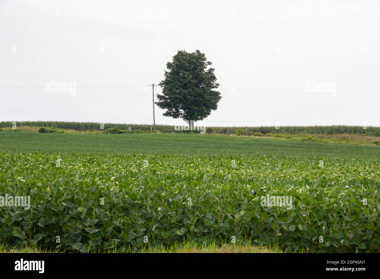 Large tree in the middle of a field Stock Photo