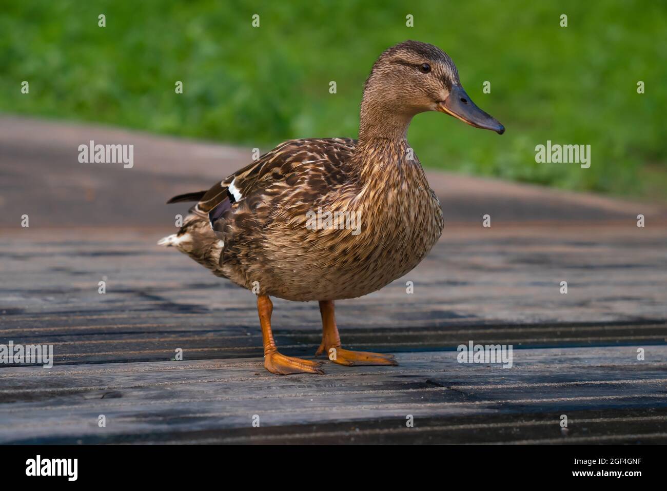 Mallard duck, green body, brownish body, wild duck, glossy green head, grey wings and belly, suitable wetland habitats, shallow sanctuaries, yellow. Stock Photo