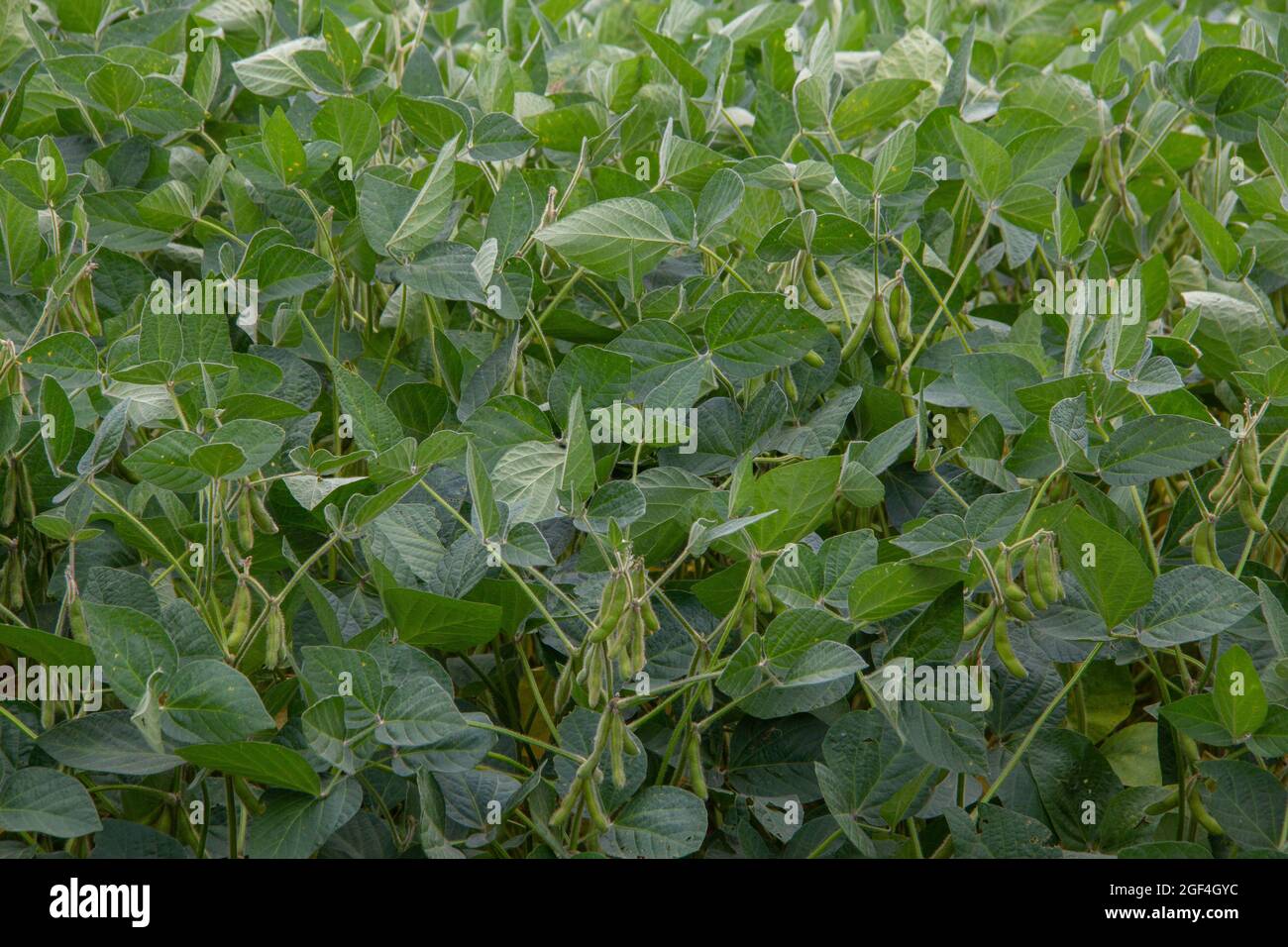 Soybean flower hi-res stock photography and images - Alamy