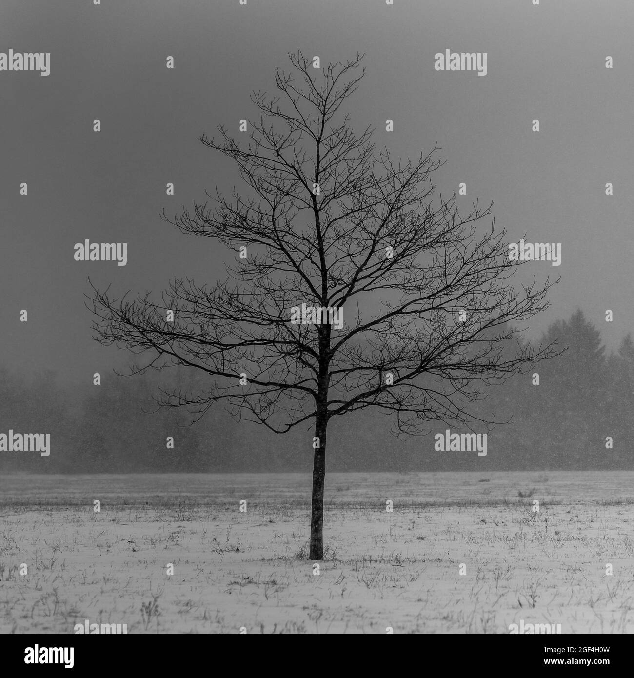 lonely tree in the snowstorm Stock Photo