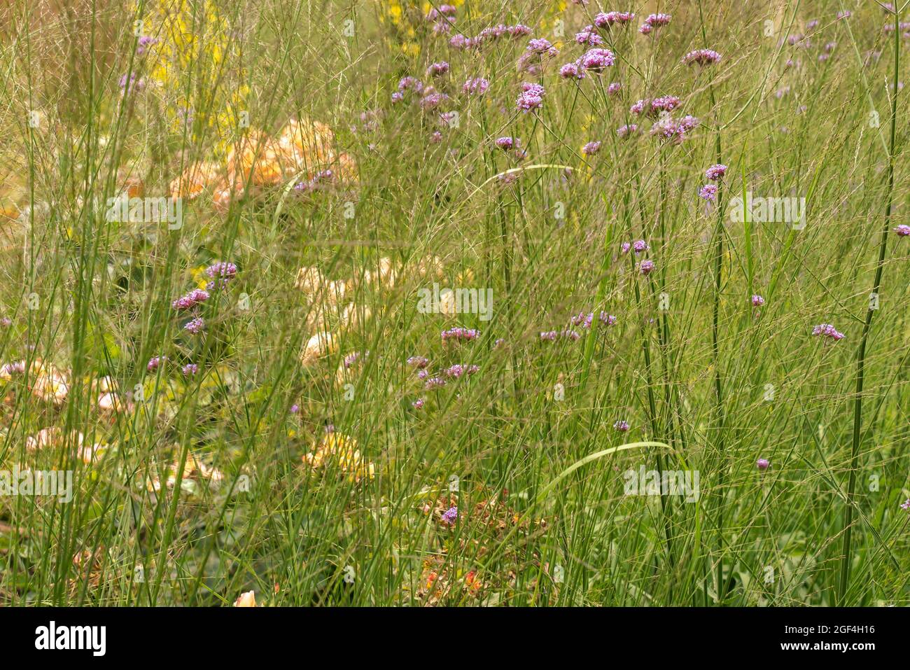 Meadow grass, grass lands, wild flowers, unkempt, mixture, planting, grass, back to nature, not manicured, wild, overgrown, seeded, plains, colourful. Stock Photo