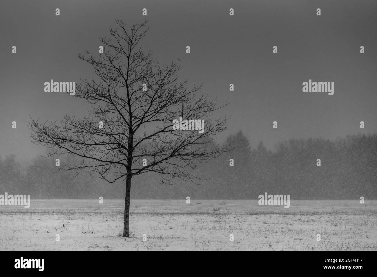 lonely tree in the snowstorm Stock Photo