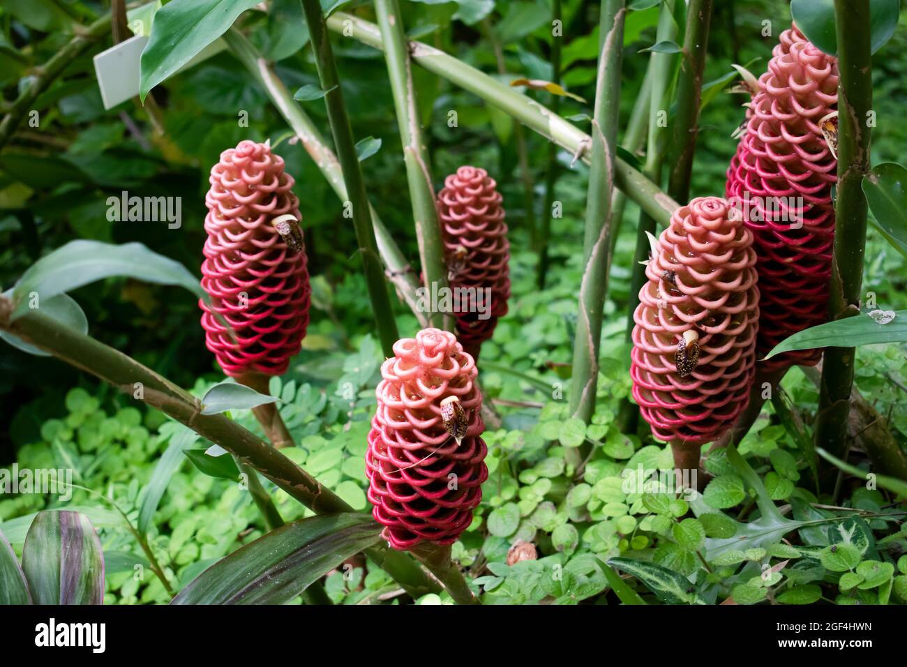 Beautiful red zingiber zerumbet plants or shampoo ginger growing in a botanical garden against a blurred, green nature background of stems and leaves Stock Photo