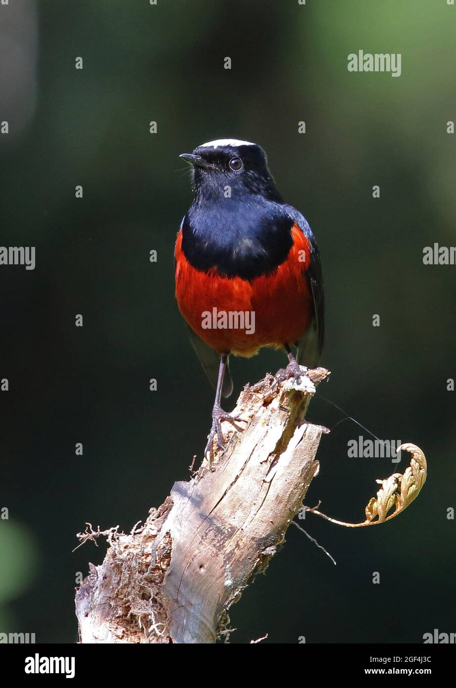White-capped Water-redstart (Phoenicurus leucocephalus) adult male perched on snag  Doi Ang Khang, Thailand     November Stock Photo