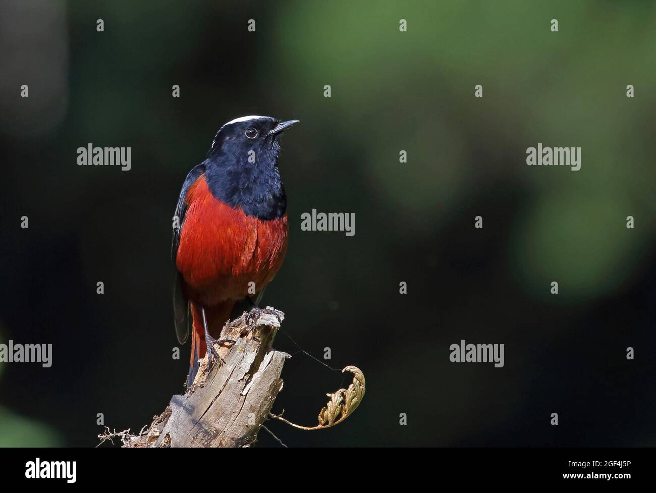 White-capped Water-redstart (Phoenicurus leucocephalus) adult male perched on snag  Doi Ang Khang, Thailand     November Stock Photo