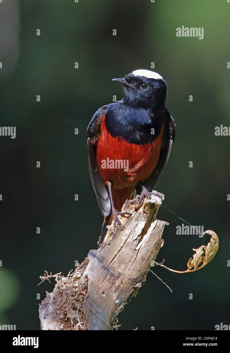 White-capped Water-redstart (Phoenicurus leucocephalus) adult male perched on snag stretching Doi Ang Khang, Thailand     November Stock Photo