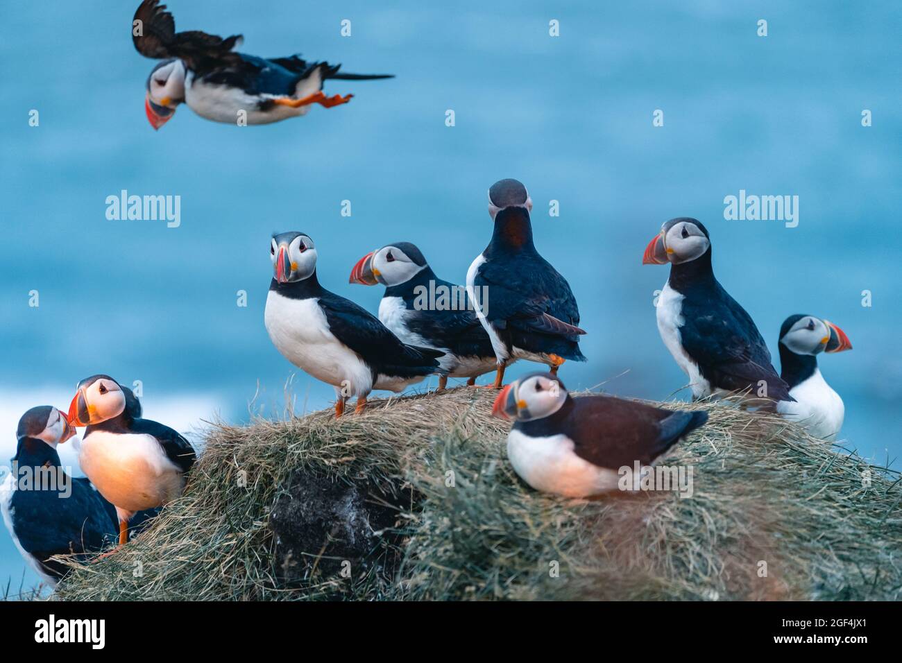 Atlantic puffin also know as common puffin is a species of seabird in the auk family. Iceland, Norway, Faroe Islands, Newfoundland and Labrador in Stock Photo