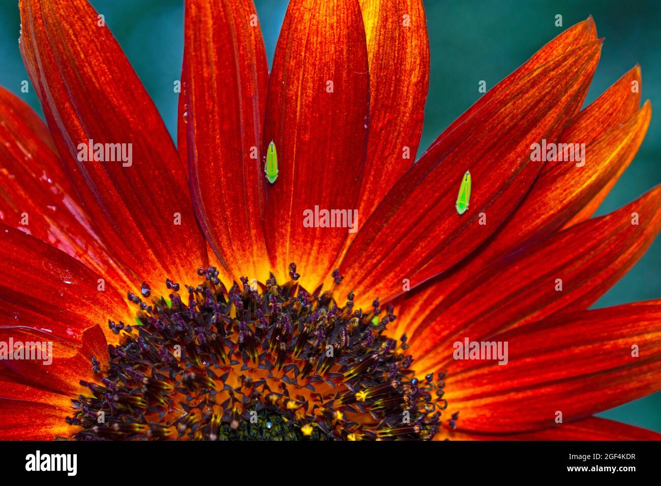 Leaf hopper (versute sharpshooter) insects feasting on the petals of a red sunflower head -08 Stock Photo