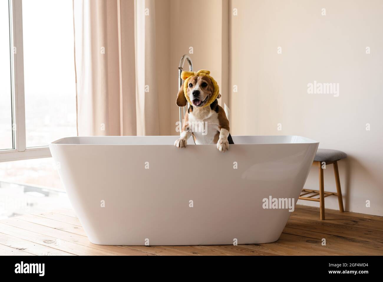 Puppy in bathtub 2025