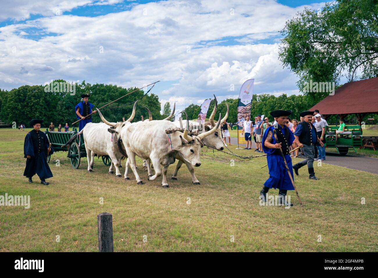 Hungarian grey cattle bull hi-res stock photography and images - Alamy