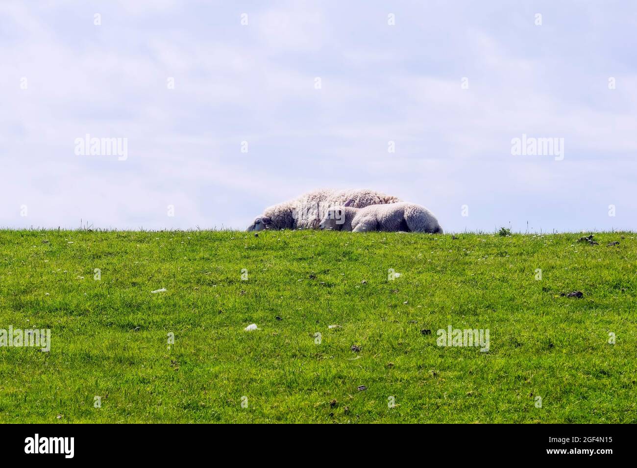 Two sheep relaxing in green pasture Stock Photo