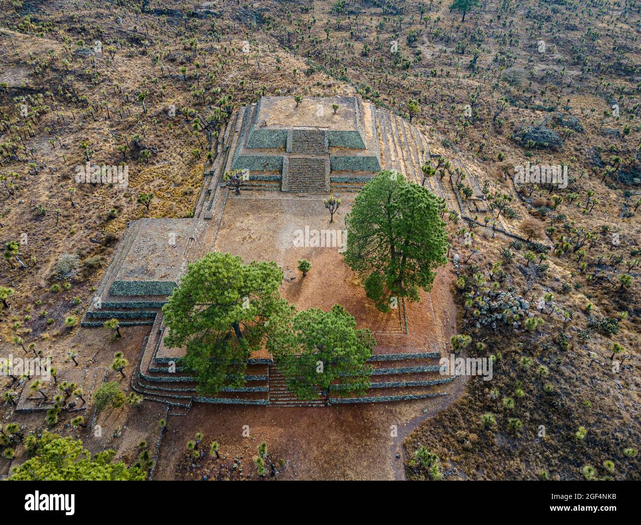 Trees on old ruins at Mesoamerica archaeological site, Puebla, Mexico Stock Photo